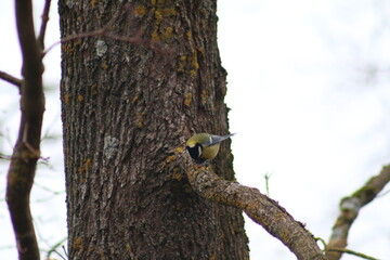 woodpecker on tree