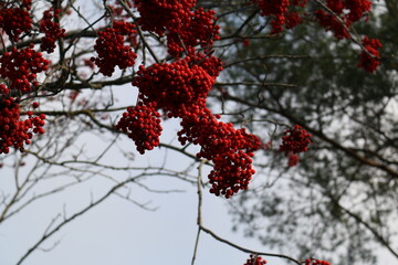 red berries in snow