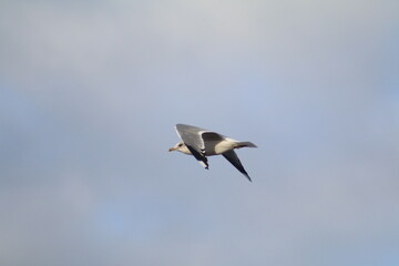 white stork in flight