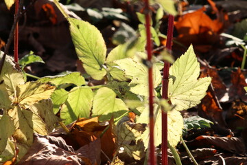 autumn leaves on the ground