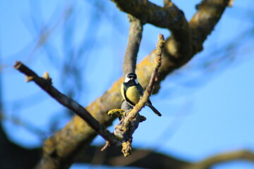 branch with buds