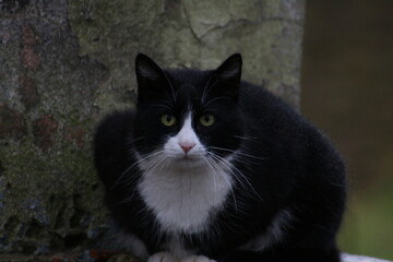 black and white cat