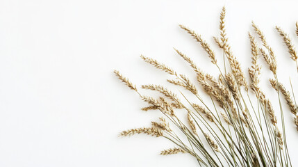 Fototapeta premium Aesthetic arrangement of dry wheat stalks on a white background, creating a minimalist and natural composition with a calming and organic feel.