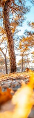 Obraz premium Golden Autumn Pine Tree Forest