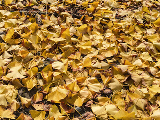 敷き詰められた銀杏の黄色い落葉03