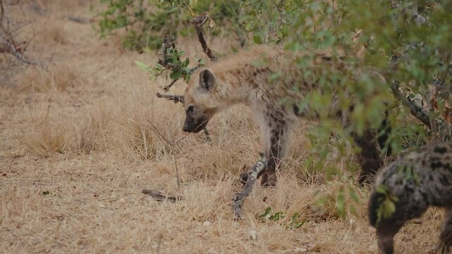 An aggressive looking spotted hyena standing alert, ears pricked as it surveys its surroundings in Kruger