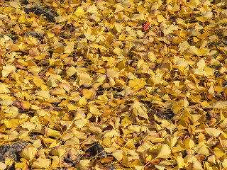 敷き詰められた銀杏の黄色い落葉02