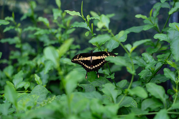 Swallowtail butterfly on a green leaf