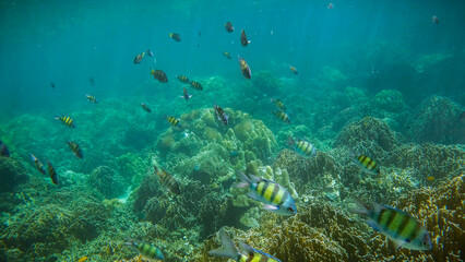 Sergeant fish are swimming under the sea Thailand#1