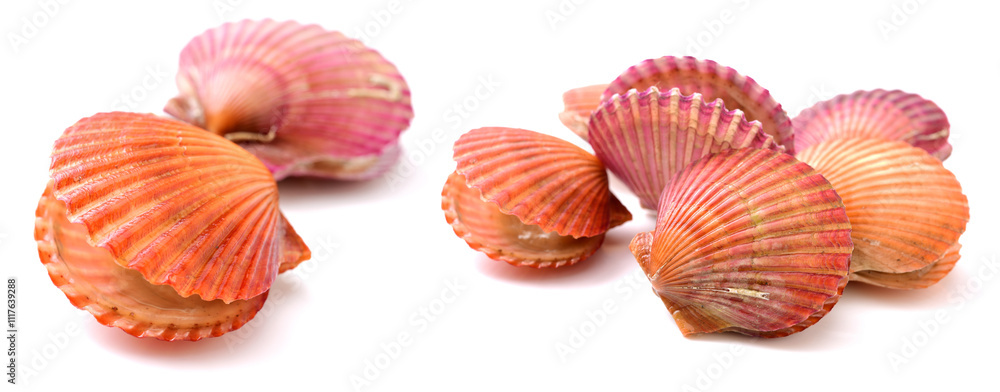 Poster Raw scallop on white background 