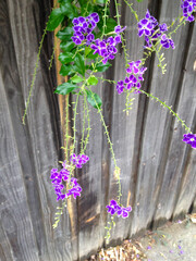 flowers over fence