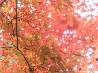 鮮やかに色づく紅葉11