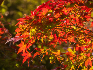 鮮やかに色づく紅葉01