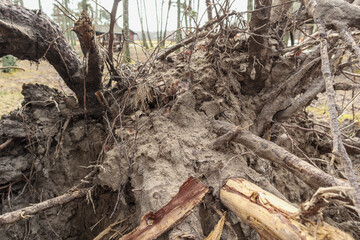 Fototapeta premium Fallen tree roots above ground full of sand