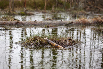 
Nature view with swamp water and moss