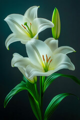 Obraz premium Elegant White Lilies in Bloom Against Dark Background Highlighting Delicate Petals and Lush Green Stems