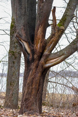 Obraz premium Old tree trunk with cracks in the forest