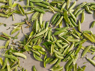 background of empty green pea pods