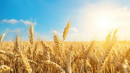 Fototapeta premium A golden wheat field under a bright sky at sunrise.