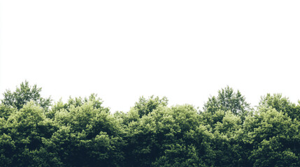 Obraz premium Lush green treetops against a stark white sky create a serene and vibrant natural scene, evoking a sense of peace and tranquility.