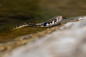 Wasserschlange im Kings Canyon