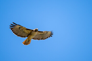 Bussard im Flug