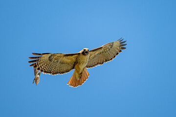 Bussard wird von einem Tyrann im Flug angegriffen