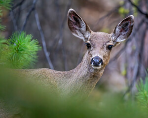 Reh im Yosemite NP