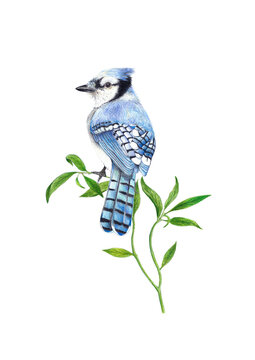 Jay on branch