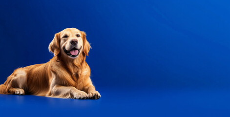 Fotografía Animal Golden Retriever