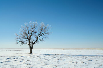 Fototapeta premium Vast Snow-Covered Plain with Single Tree Under Clear Sky