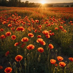 Obraz premium A field of poppies glowing under the golden sun.