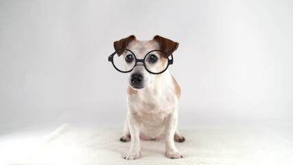 elderly dog full length  ​​with round glasses looks curiously at camera sits on white background in studio. gets treat. obedience training. pet theme video footage