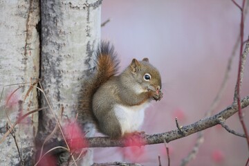 Cute little Squirrel on aspen tree branch feeding berries.