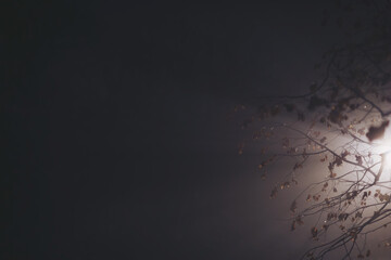 Tree branch silhouette illuminated with electrical light. Late evening, night in park. 