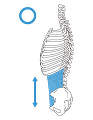 肋骨の開き　反り腰　正しい姿勢と反り腰の姿勢