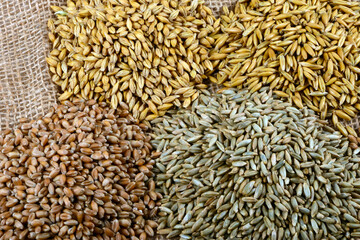 Getreide, Getreidekörner