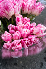 Obraz premium pink tulips in a garden