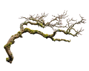 a tree branch with moss on it