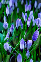 Fototapeta premium purple crocus flower
