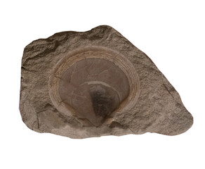 shell fossil isolated on white.