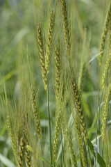 Triticum carthlicum,   Getreide