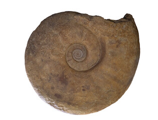 fossil of ammonite in the stone on white, isolated © wlad074