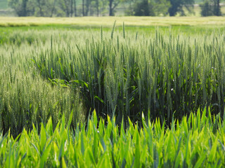 Getreide, Sortenprüfung, Züchtung