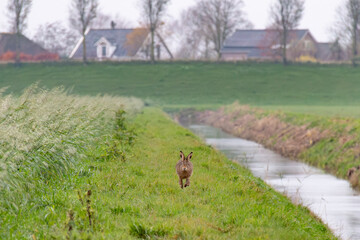 European Brown hare running along a farm field toward the camera