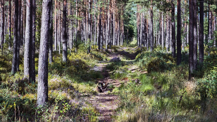 An empty, partially overgrown road in a pine forest, grass, blueberry bushes, the play of light and shadows between the trees on the ground.