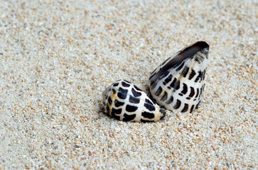 貝殻の造形　マダライモ　グラフィック素材