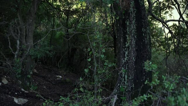 Old big tree in dark forest nature