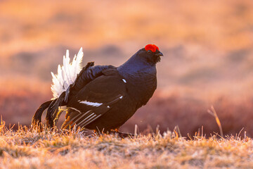 Black grouse displaying on Courtship lek