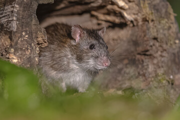 Brown rat in grass on river bank